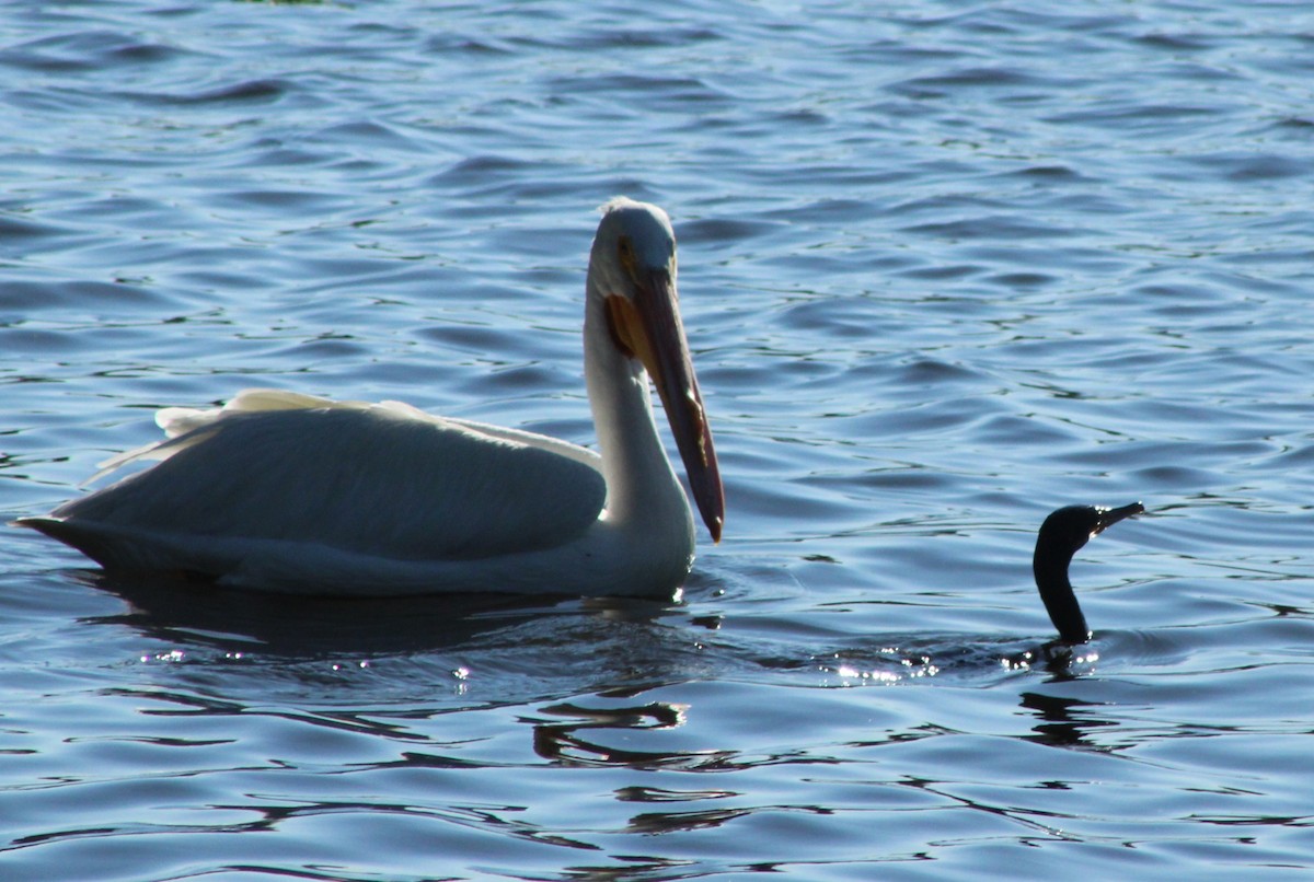 American White Pelican - ML632776060