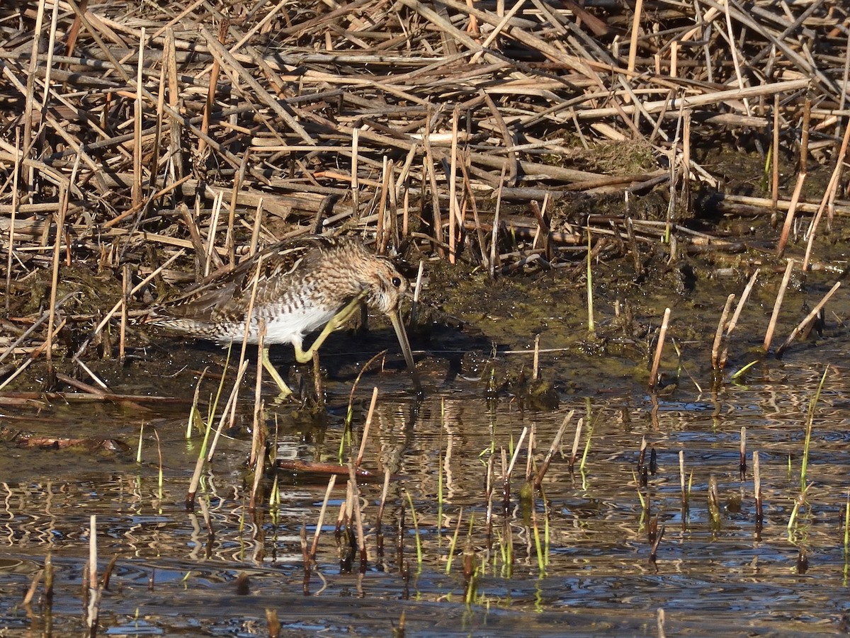 アメリカタシギ - ML632776085