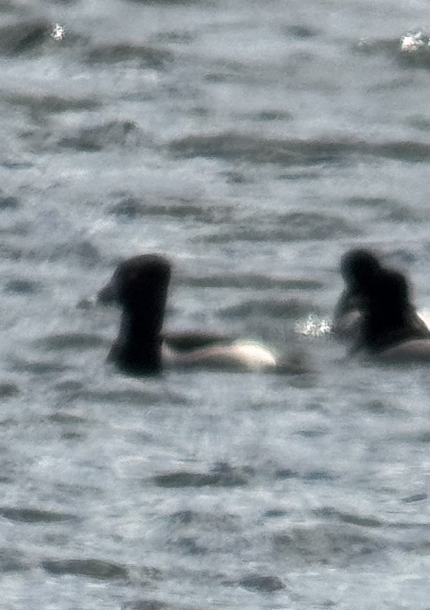 Ring-necked Duck - ML632776087