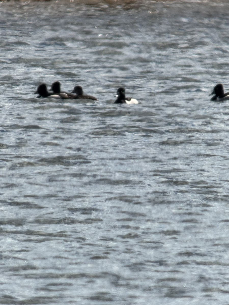 Ring-necked Duck - ML632776088