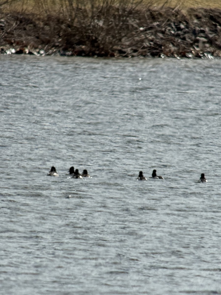 Ring-necked Duck - ML632776089