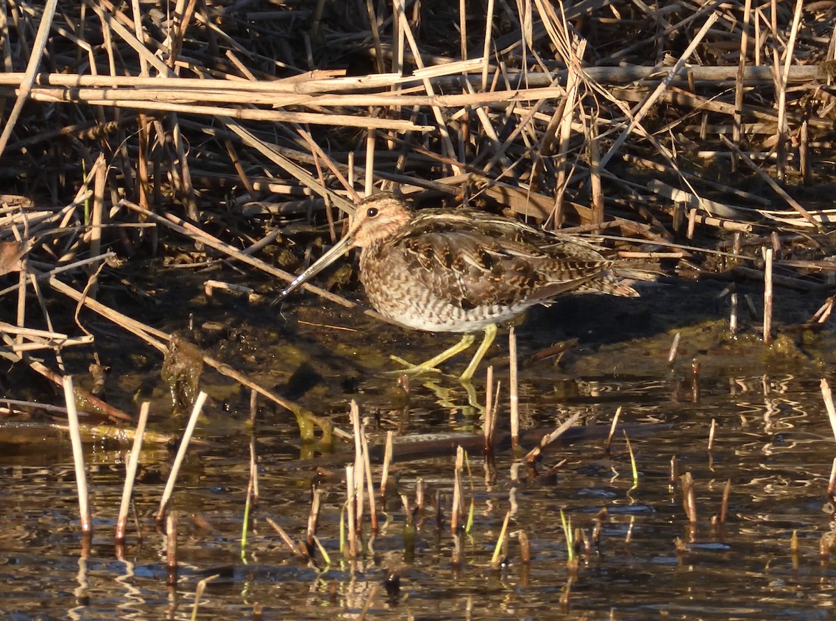 アメリカタシギ - ML632776093