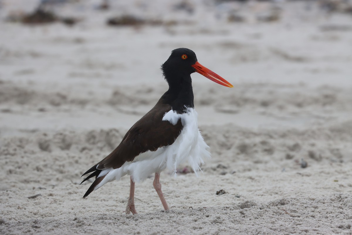 American Oystercatcher - ML632776118