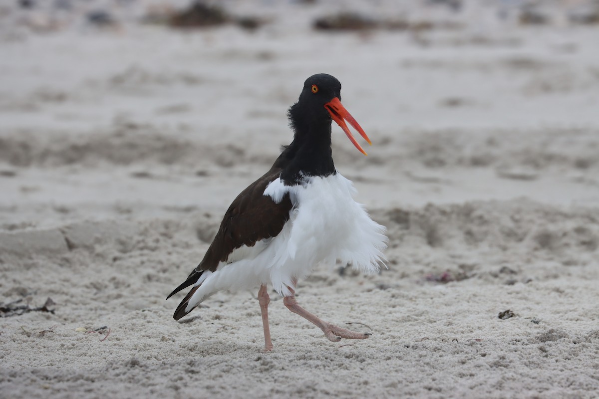 American Oystercatcher - ML632776119
