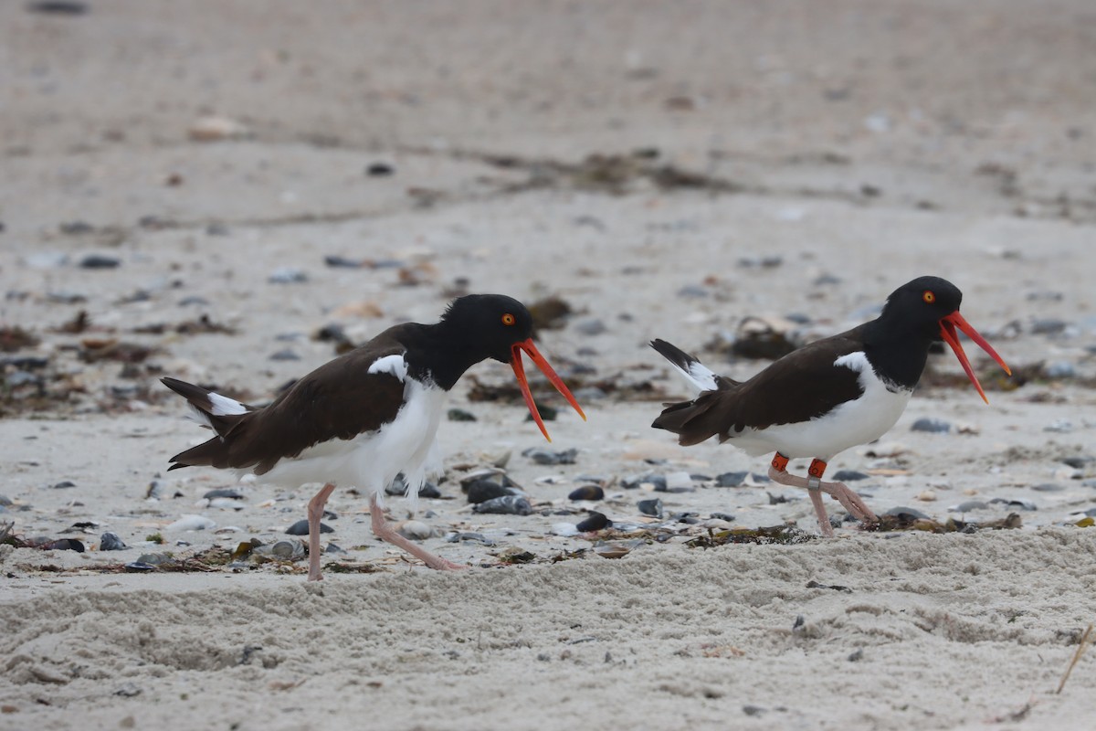 American Oystercatcher - ML632776120