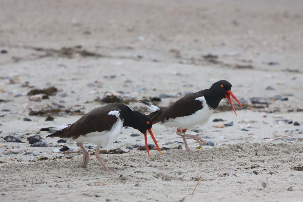 American Oystercatcher - ML632776122