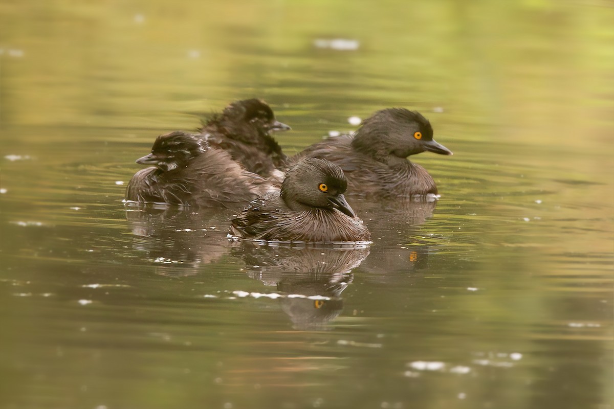 Least Grebe - ML632776128
