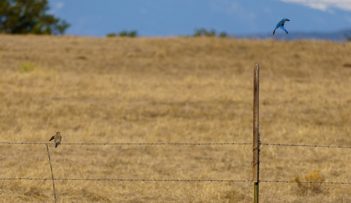 Western Bluebird - ML632776190