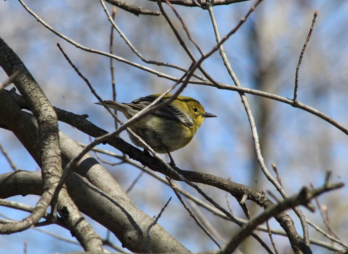 Pine Warbler - ML632776194