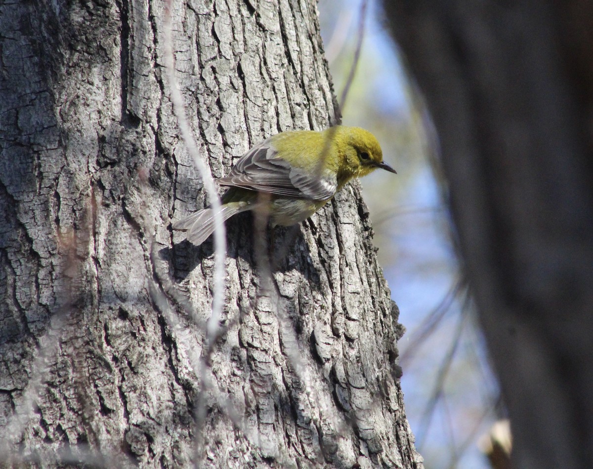 Pine Warbler - ML632776198