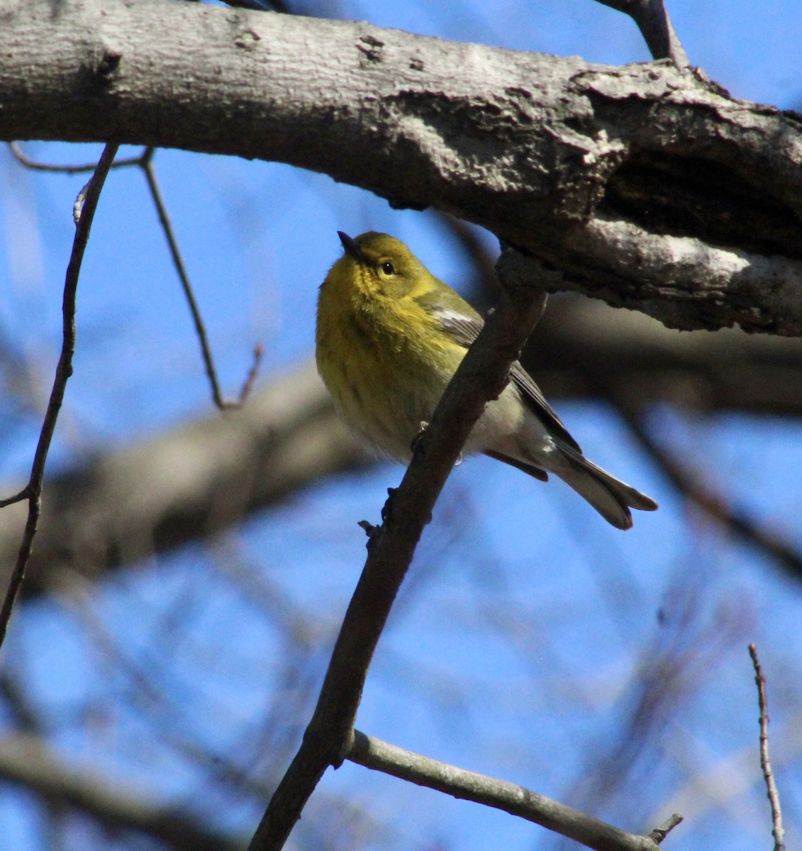 Pine Warbler - ML632776214