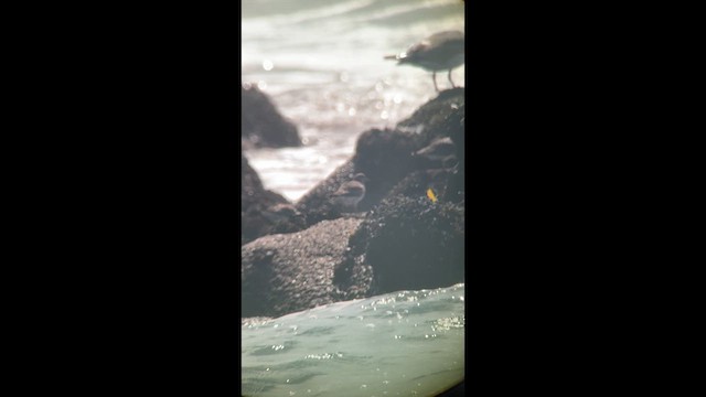 Surfbird - ML632776277