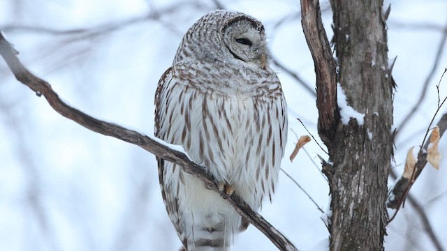 Barred Owl - ML632776502