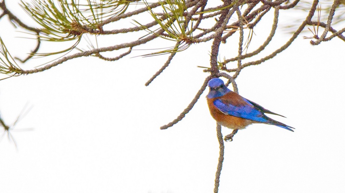 Western Bluebird - ML632776504