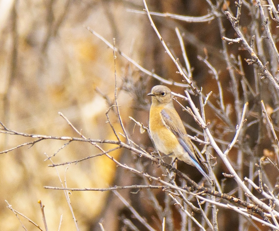 Western Bluebird - ML632776505