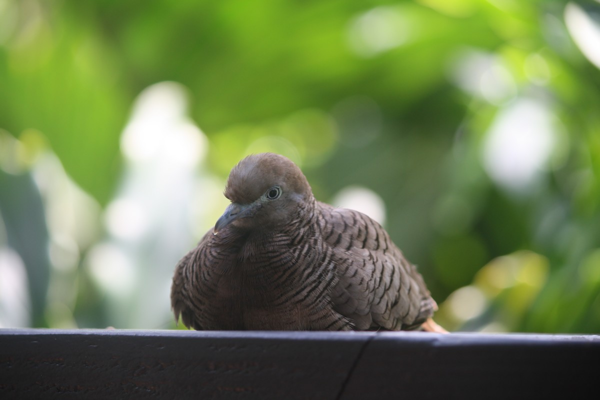 Zebra Dove - ML632776686