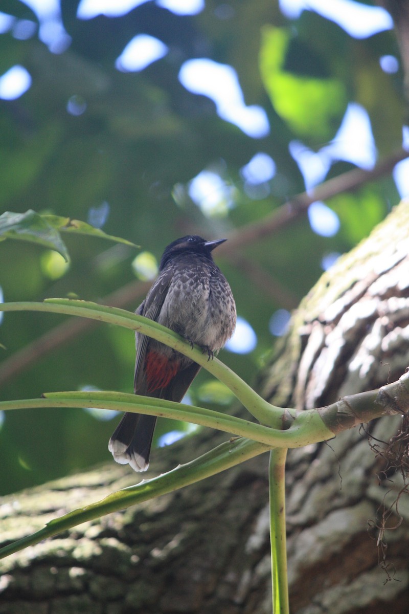 Red-vented Bulbul - ML632776704
