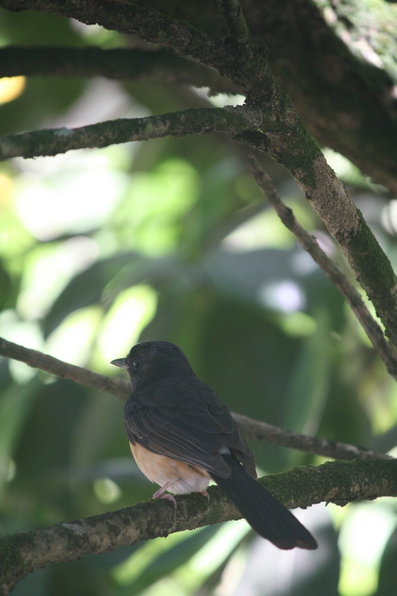 White-rumped Shama - ML632776712