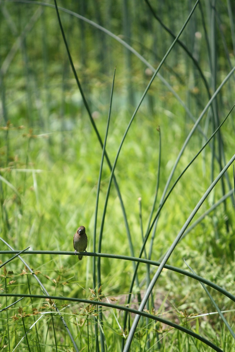 Scaly-breasted Munia - ML632776718
