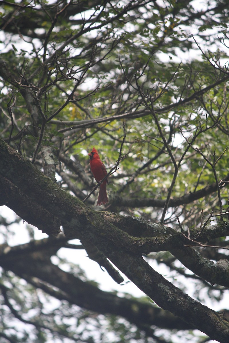 Northern Cardinal - ML632776724