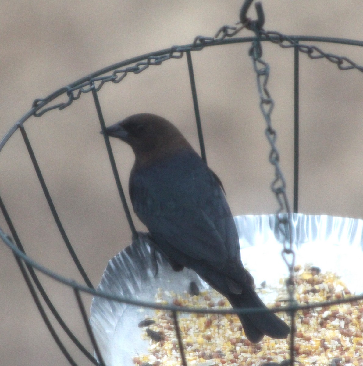 Brown-headed Cowbird - ML632776727