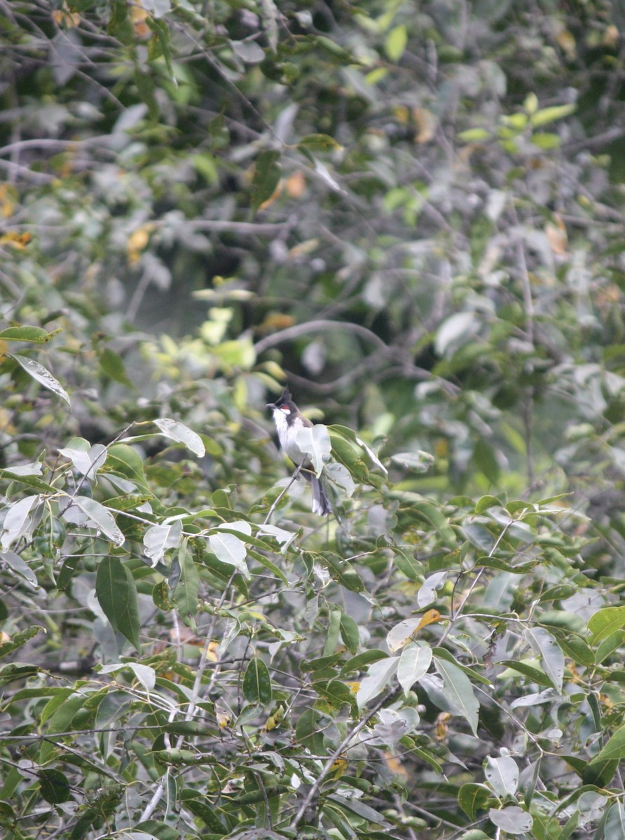 Red-whiskered Bulbul - ML632776794