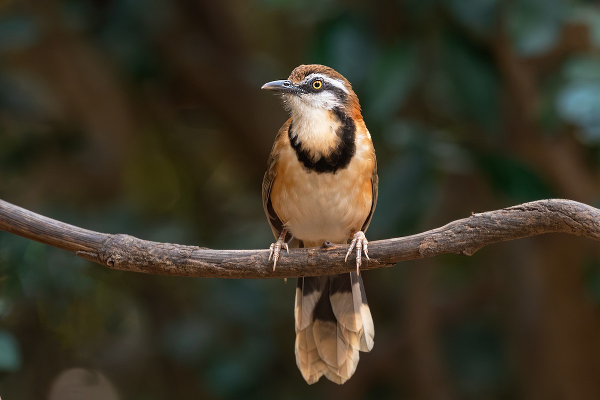 Lesser Necklaced Laughingthrush - ML632776950