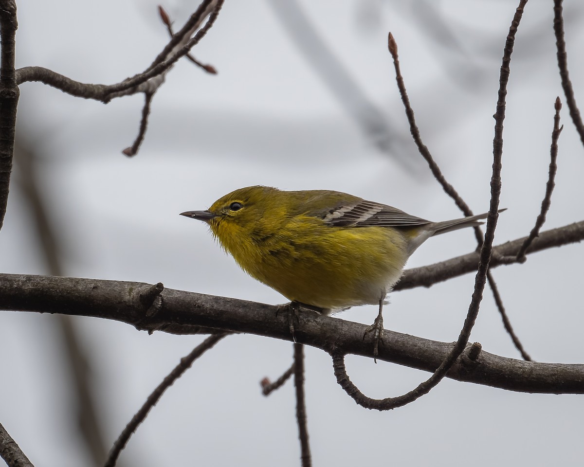 Pine Warbler - ML632777205
