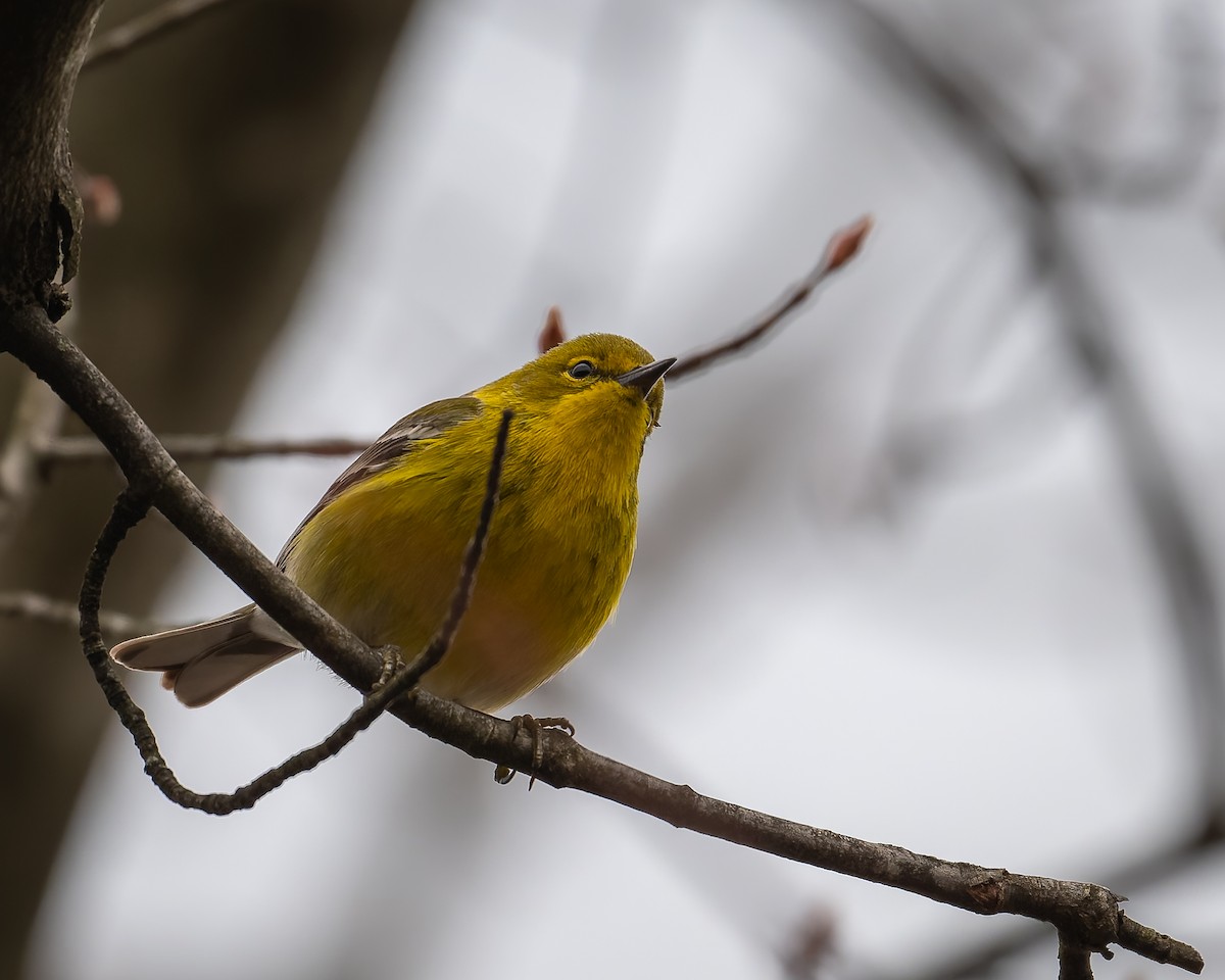 Pine Warbler - ML632777206