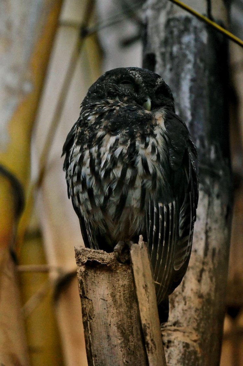 Mottled Owl - ML632777219