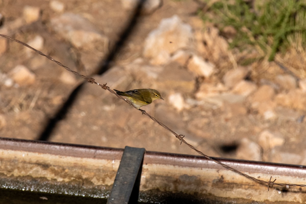Iberian Chiffchaff - ML632777687