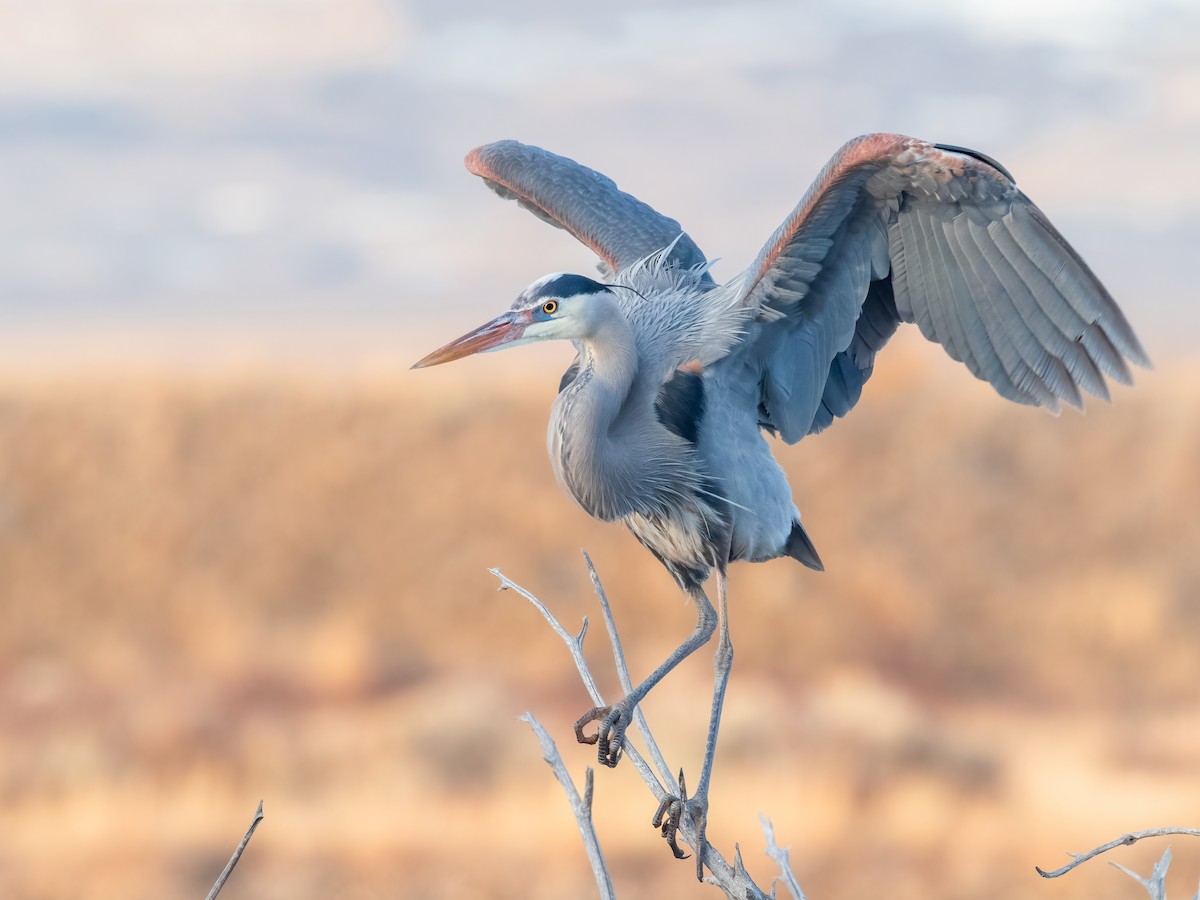 Koartza hauskara amerikarra - ML632777769