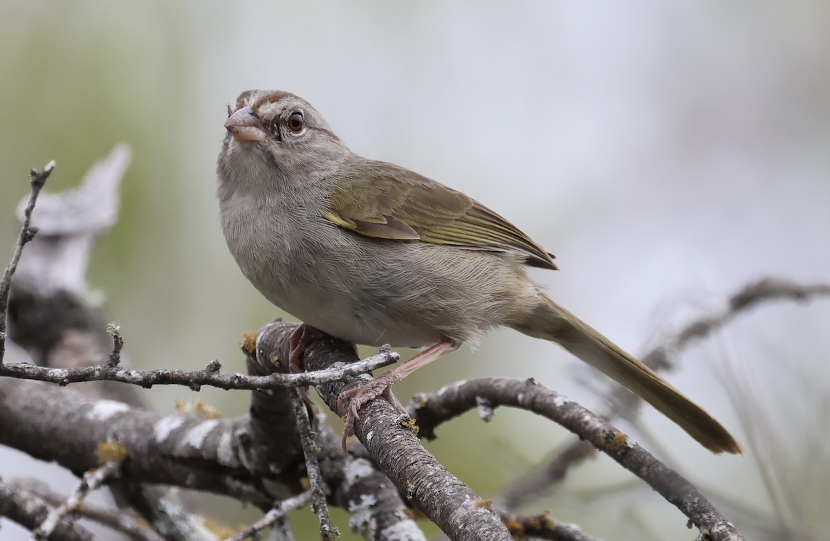 Olive Sparrow - ML632777997