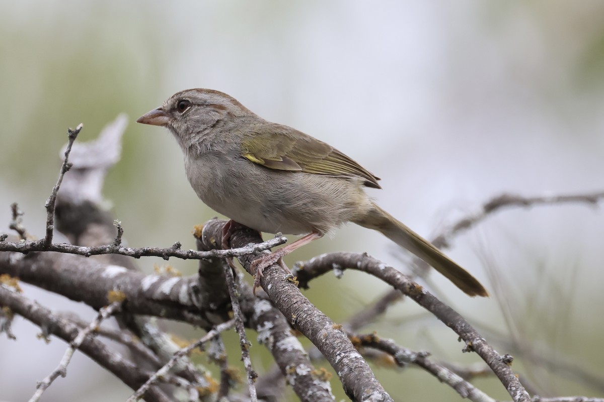 Olive Sparrow - ML632777998