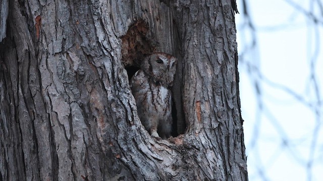Eastern Screech-Owl - ML632778152