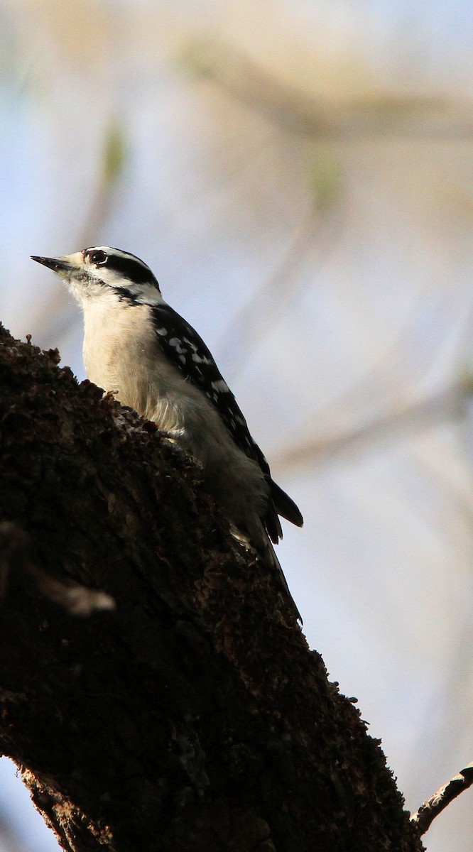 Downy Woodpecker - ML632778191