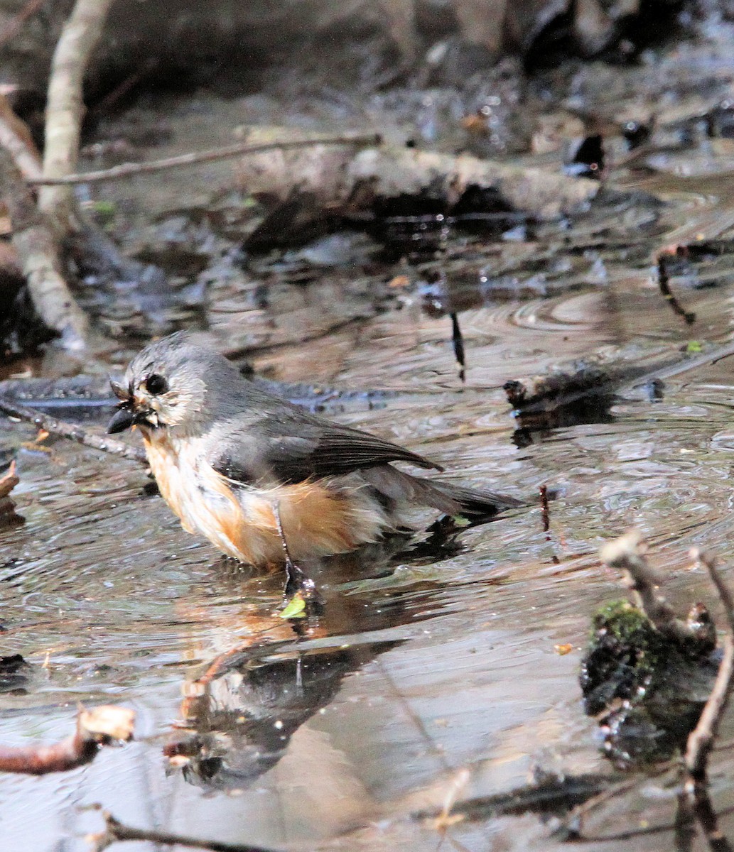 Tufted Titmouse - ML632778210