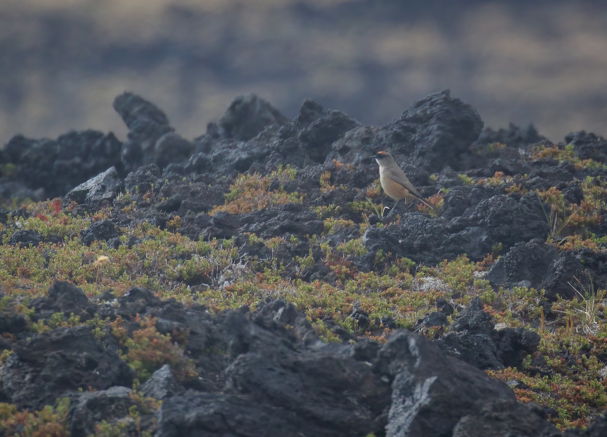Cinnamon-bellied Ground-Tyrant - ML632778302