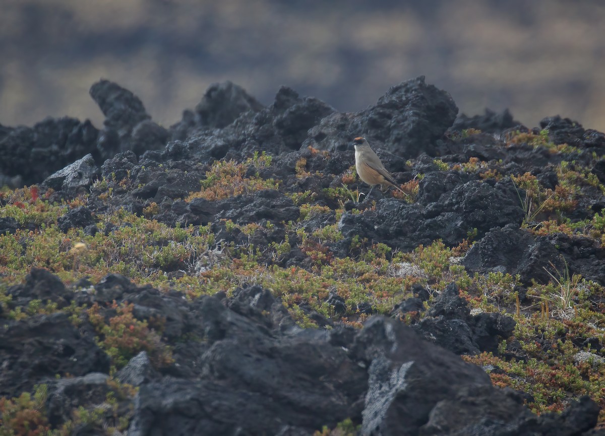 Cinnamon-bellied Ground-Tyrant - ML632778303
