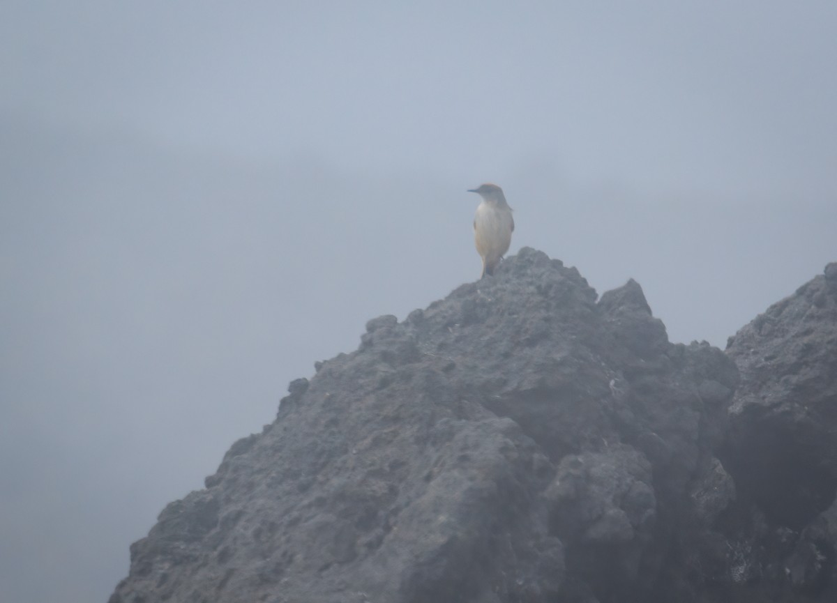 Cinnamon-bellied Ground-Tyrant - ML632778304