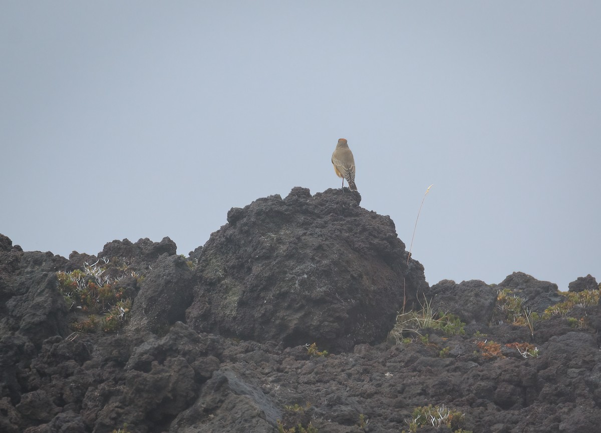 Cinnamon-bellied Ground-Tyrant - ML632778305