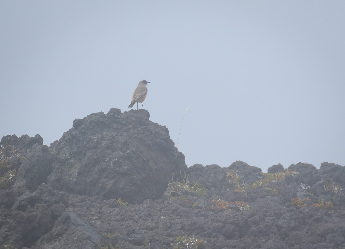 Cinnamon-bellied Ground-Tyrant - ML632778306