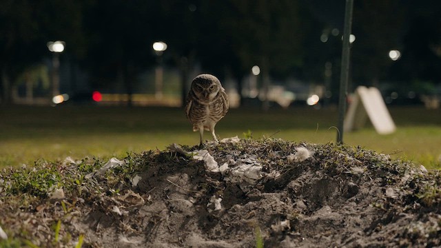 Burrowing Owl (Florida) - ML632778356