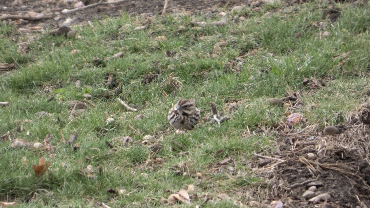 Song Sparrow - ML632778368