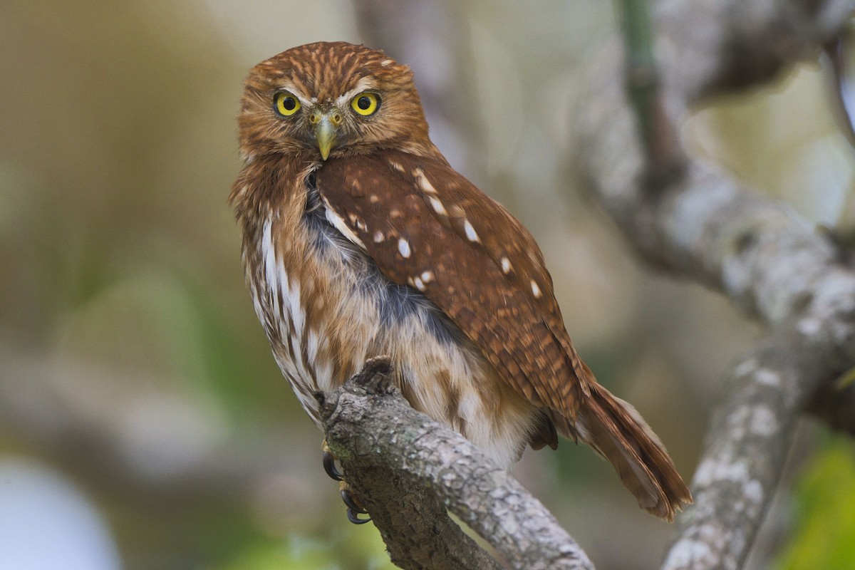 Ferruginous Pygmy-Owl - ML632778394