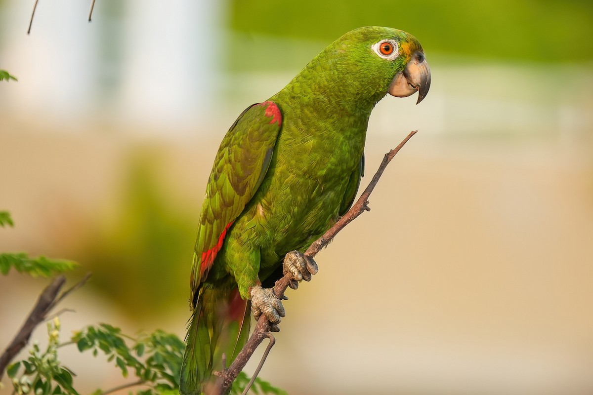 Yellow-crowned Amazon - ML632778404
