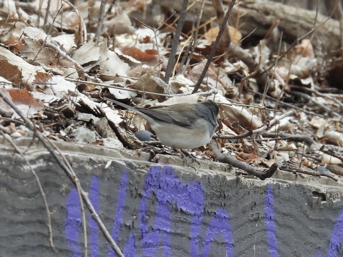 Dark-eyed Junco (cismontanus) - ML632778414