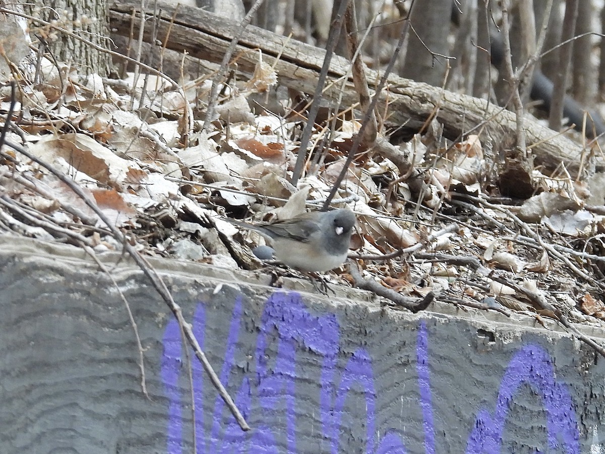 Dark-eyed Junco (cismontanus) - ML632778415
