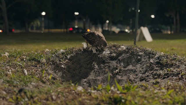 Burrowing Owl (Florida) - ML632778505