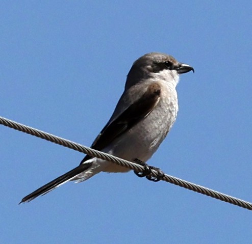 Northern Shrike - ML632778576